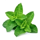 Menta piperita